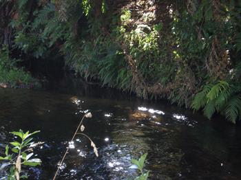 Stream by out lodge